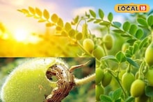 हरभरा पिकावर घाटे अळीचा प्रादुर्भाव? असं करा कीड व्यवस्थापन, महत्त्वाच्या टिप्सचा Video