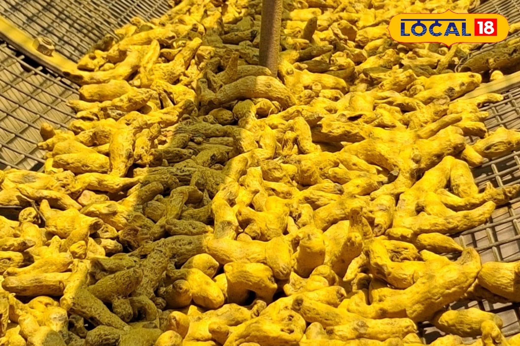 डाळिंबाच्या दरात उलथापालथ, हळदीच्या भावात मोठी उसळी, आल्याची काय स्थिती? डाळिंबाच्या दरात उलथापालथ, हळदीच्या भावात मोठी उसळी, आल्याची काय स्थिती?