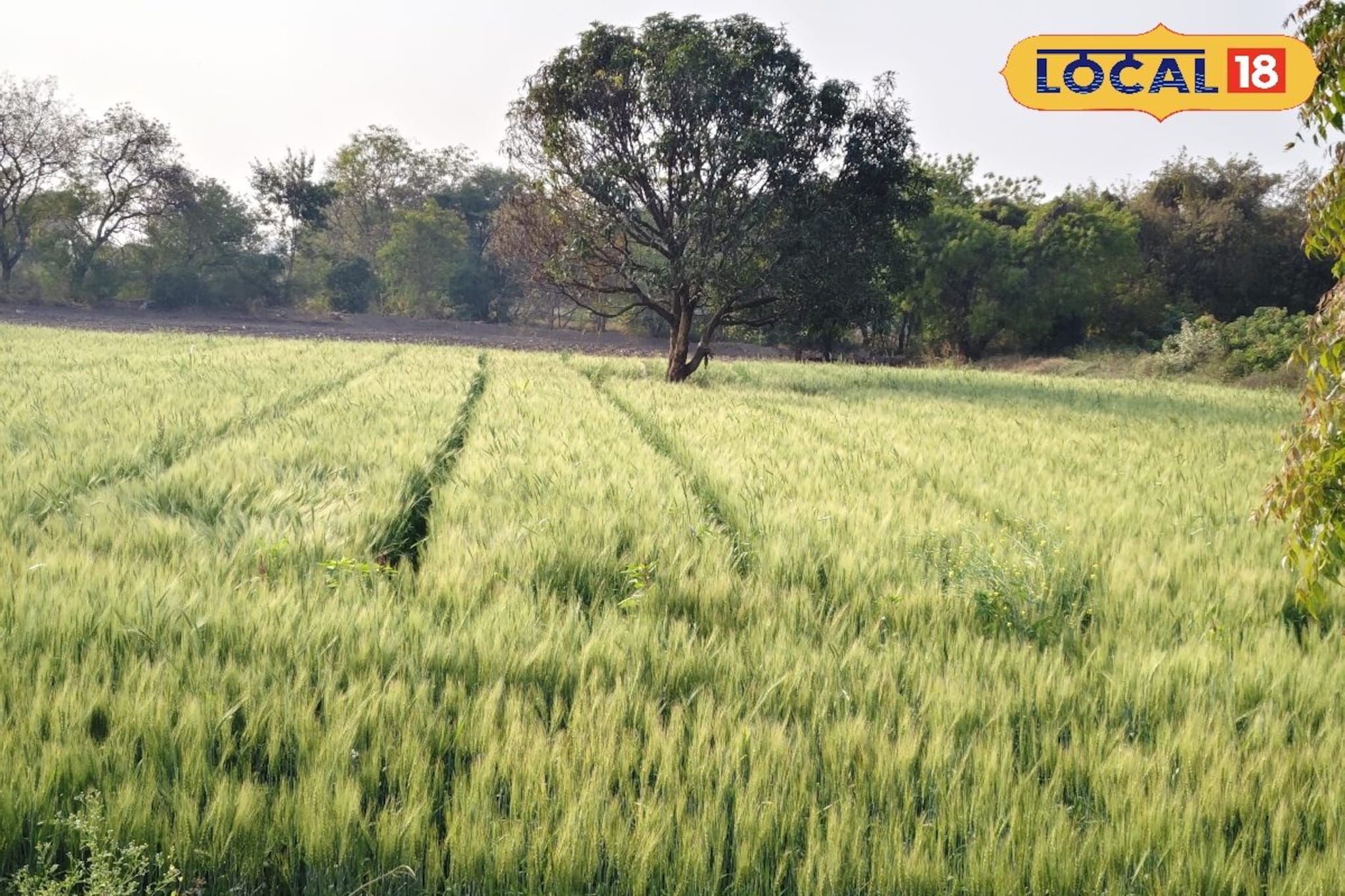 हवामानाचा परिणाम, गहू पिकांवर फुफुंदी मावा रोगाचा प्रदुर्भाव? असं करा व्यवस्थापन