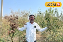 Agriculture News : 'मुन्नी'ने दिला दगा, 5 लाखांचं झालं नुकसान, शेतकऱ्याची थेट कृषी विभागाकडे तक्रार, Video