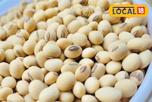 Soybean Price : शेतकऱ्यांसाठी चिंताजनक बातमी, सोयाबीनच्या दरात मोठी घट, कापसाला काय मिळाला भाव?
