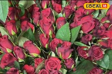 व्हॅलेंटाइन डे निमित्त गुलाब सातासमुद्रापार, मावळमधून 70 लाखांची निर्यात, काय मिळतोय दर? Video