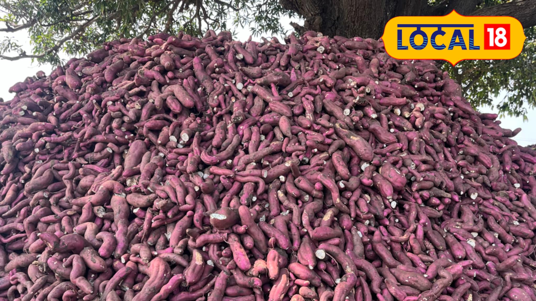 Success Story : मालामाल करणारी रताळी शेती, 5 एकरांत 750 क्विंटल उत्पादन, शेतकऱ्याला 8 लाख निव्वळ नफा