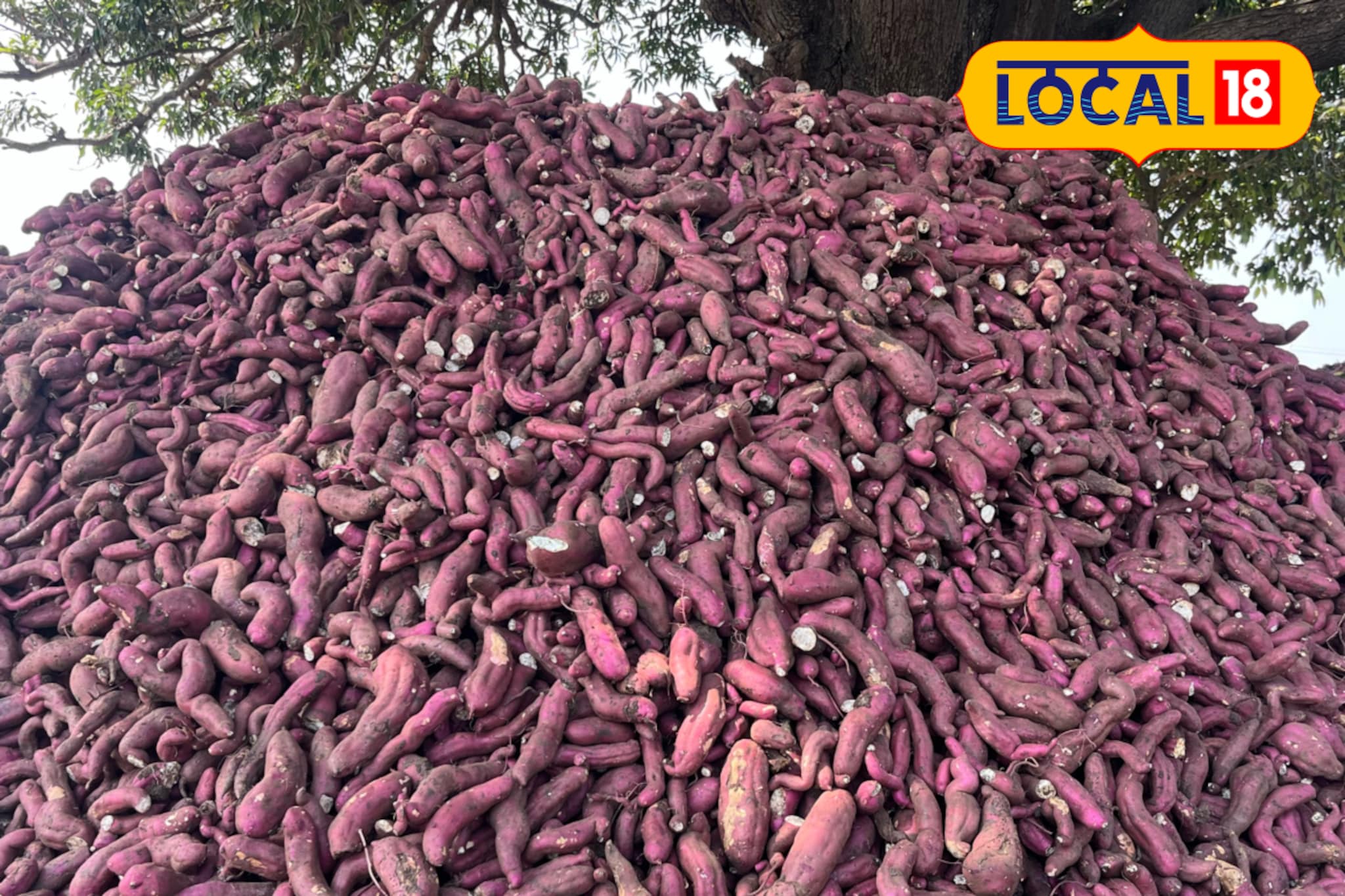 मालामाल करणारी रताळी शेती, 5 एकरांत 750 क्विंटल उत्पादन, शेतकऱ्याला 8 लाख नफा मालामाल करणारी रताळी शेती, 5 एकरांत 750 क्विंटल उत्पादन, शेतकऱ्याला 8 लाख नफा