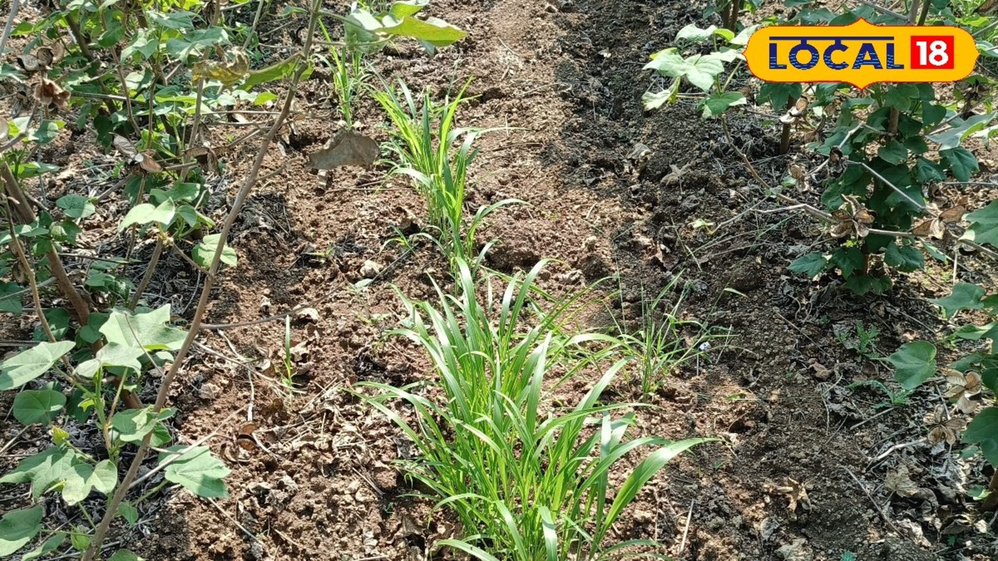 Agriculture News : एकाच शेतात घ्या वेगवेगळी पिकं, सोपी पद्धत अन् उत्पन्नातही वाढ, असा हा फॉर्म्युला!