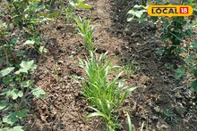 Agriculture News : एकाच शेतात घ्या वेगवेगळी पिकं, सोपी पद्धत अन् उत्पन्नातही वाढ, असा हा फॉर्म्युला!