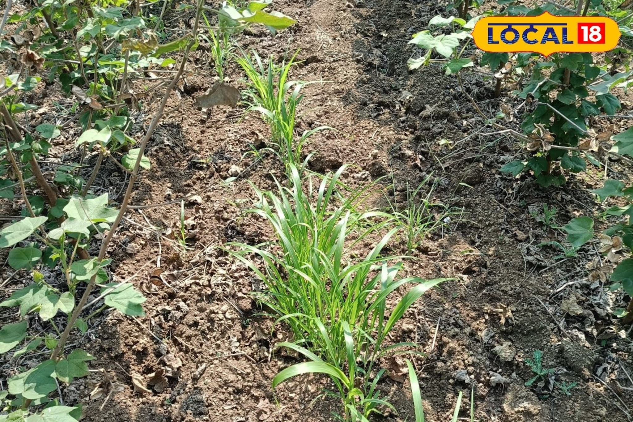 एकाच शेतात घ्या वेगवेगळी पिकं, सोपी पद्धत अन् उत्पन्नातही वाढ, असा हा फॉर्म्युला