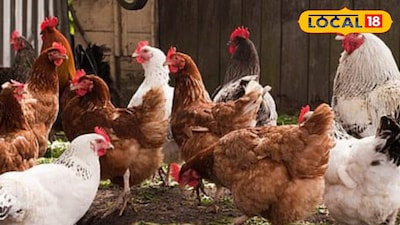 शेतीला जोड व्यवसाय म्हणून गावरान कोंबडी पालन उत्तम