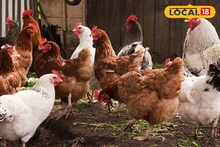 Success Story : शेतीला दिली व्यवसायाची जोड, 2 गुंठ्यात केलं कोंबडी पालन, वर्षाला 4 लाख कमाई