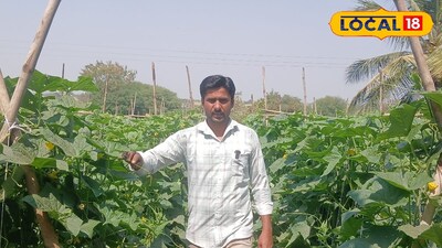 नोकरीला ठोकला रामराम, काकडीने उजळले नशीब: शिक्षक बनला लखपती 