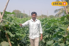 Success Story : नोकरीला केला रामराम, काकडी शेतीने उजळले नशीब, 3 लाख रुपयांचा निव्वळ नफा