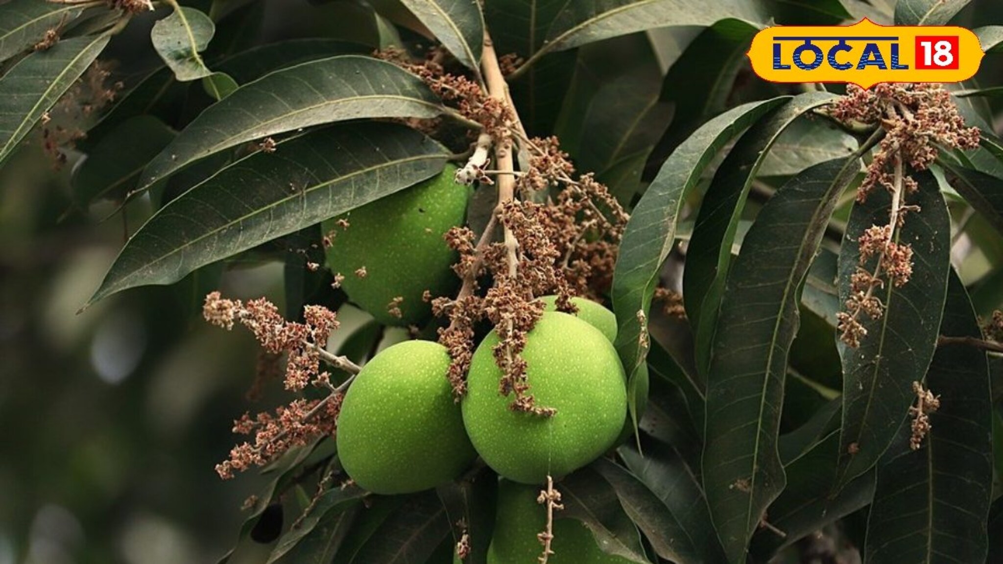 आंब्याची होतीये फळगळ, टाळण्यासाठी करा हे 5 प्रभावी उपाय, होईल फायदा