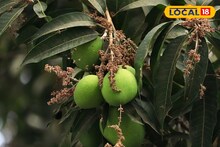 Agriculture News : आंब्याची होतीये फळगळ, टाळण्यासाठी करा हे 5 प्रभावी उपाय, होईल फायदा