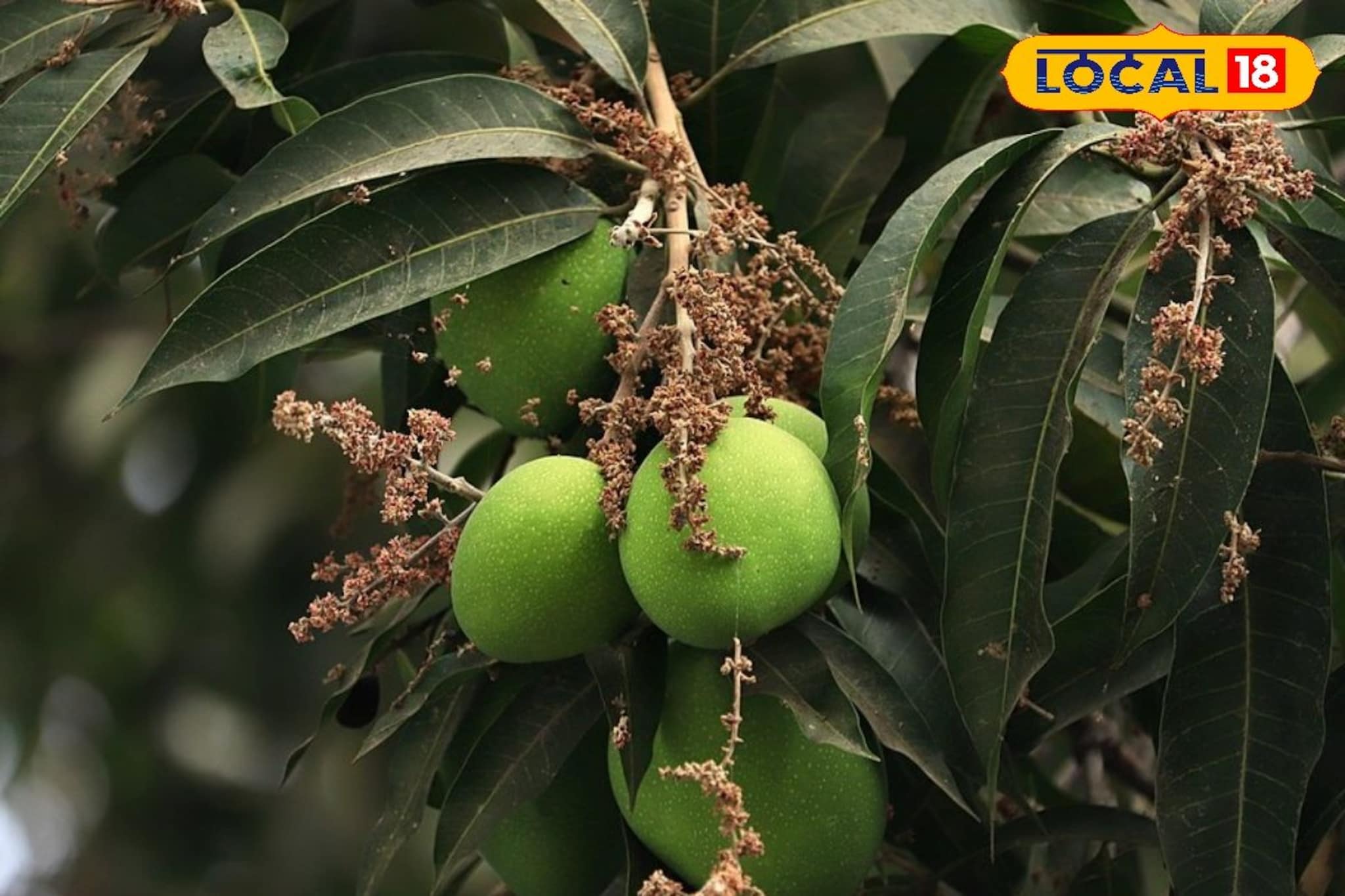 आंब्याची होतीये फळगळ, टाळण्यासाठी करा हे 5 प्रभावी उपाय, होईल फायदा आंब्याची होतीये फळगळ, टाळण्यासाठी करा हे 5 प्रभावी उपाय, होईल फायदा