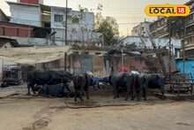 पुणेकर आजही पितात ब्रिटिशांनी उभारलेल्या वाड्यातून दूध, आजही आहे 1500 गायी-म्हशी!