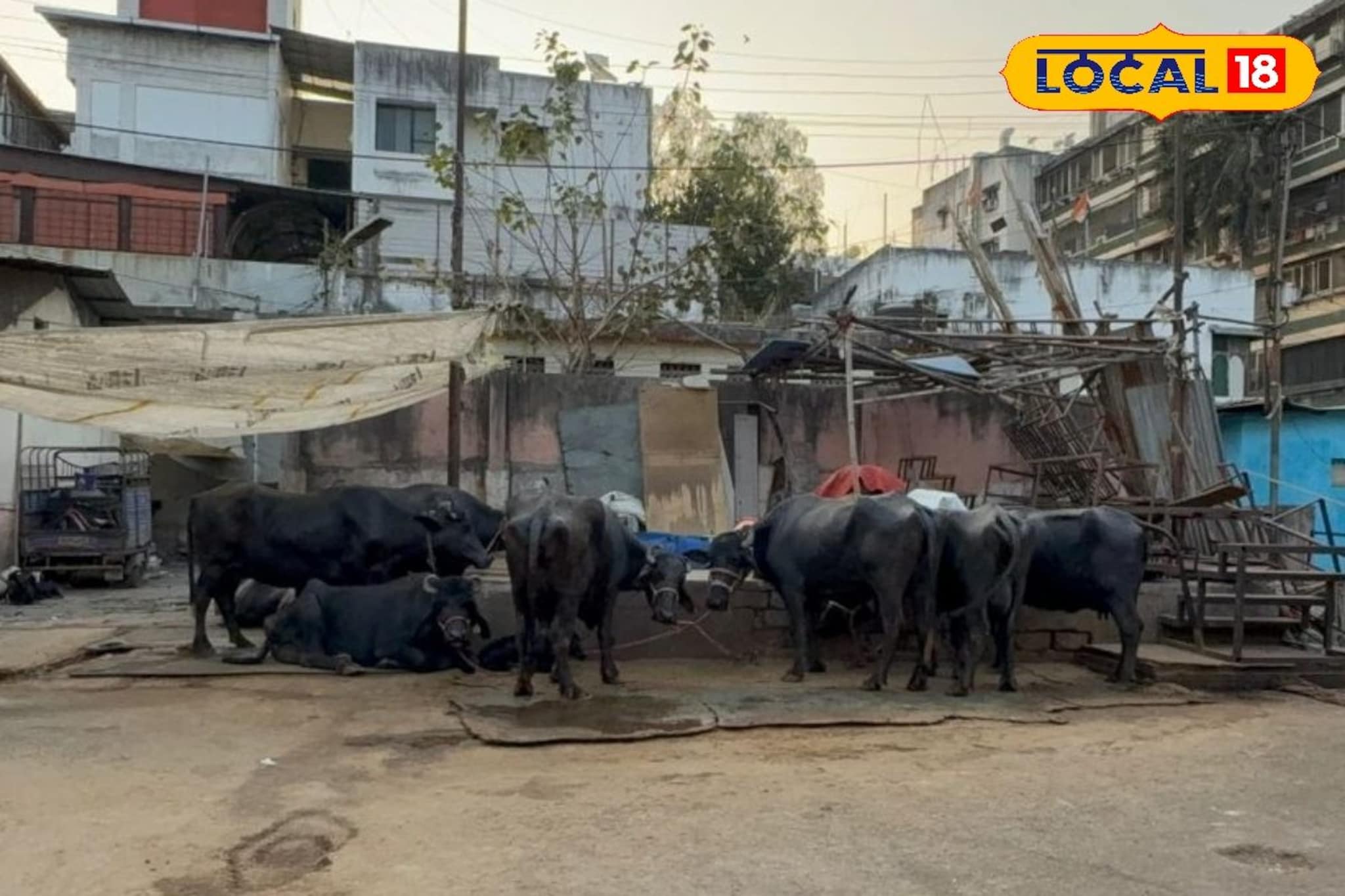 पुणेकर आजही पितात ब्रिटिशांनी उभारलेल्या वाड्यातून दूध, आजही आहे 1500 गायी-म्हशी