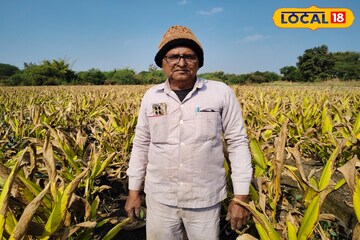 शेतकऱ्यानं डोकं लावलं, हळद शेतीतून थेट पावडर निर्मिती, कमाई लाखात