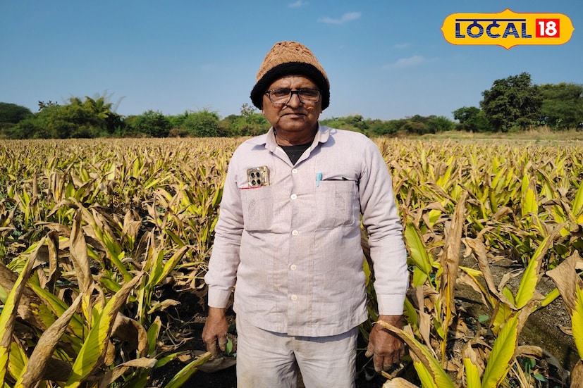 छत्रपती संभाजीनगरमधील खुलताबाद तालुक्यातील खिर्डी गावातील प्रगतशील शेतकरी दत्तू धोत्रे हे 2012 पासून हळदीचे उत्पादन घेत आहेत. यंदा त्यांनी साडेतीन एकर क्षेत्रामध्ये हळद या पिकाची लागवड केली आहे. हळद शेती ते पूर्णपणे सेंद्रिय पद्धतीने करतात. तसेच पाण्याचे ठिबक सिंचनचे नियोजन व्यवस्थापन त्यांनी केलेले आहे. या हळद शेतीतून निघणाऱ्या पिकाचे ते स्वतः हळद पावडर निर्मिती करतात आणि ते उत्पादन बाजारात देखील विक्री करतात. या शेती-व्यवसायाच्या माध्यमातून खर्च वजा करून 9 लाख रुपयांचे उत्पन्न मिळेल, अशी अपेक्षा धोत्रे यांनी लोकल 18 सोबत बोलताना व्यक्त केली.