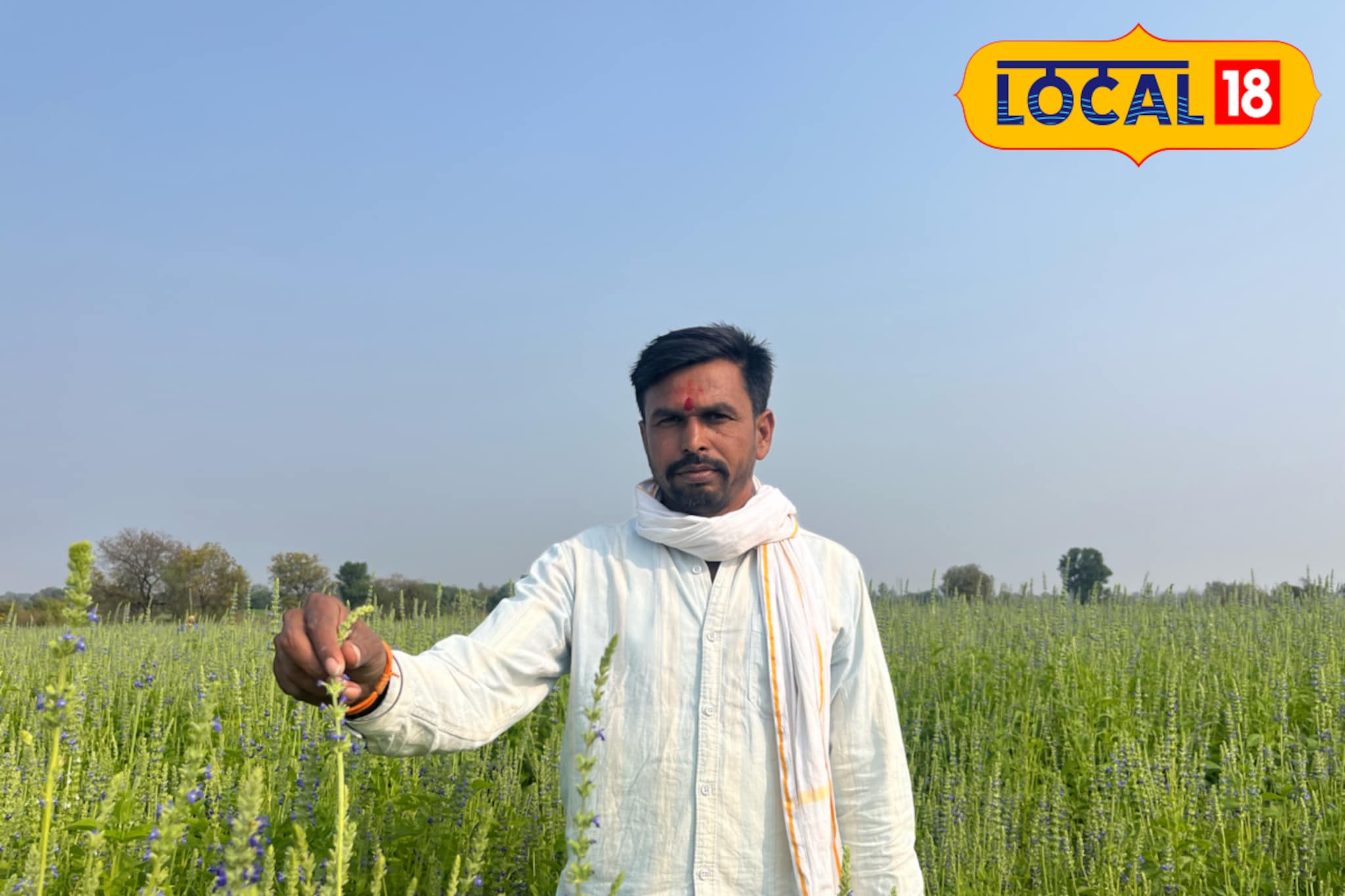 पारंपरिक पिकाला दिला फाटा, चिया सीड्स शेतीचा यशस्वी प्रयोग, उत्पन्न लाखात पारंपरिक पिकाला दिला फाटा, चिया सीड्स शेतीचा यशस्वी प्रयोग, उत्पन्न लाखात