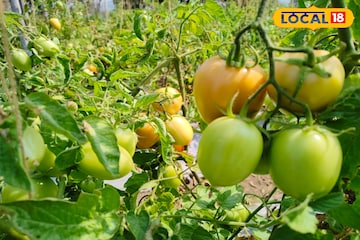 कमी शेती असली म्हणून काय झालं! टोमॅटो शेतीतून शेतकऱ्याने कमावले 2 लाख नफा! कमी शेती असली म्हणून काय झालं! टोमॅटो शेतीतून शेतकऱ्याने कमावले 2 लाख नफा!