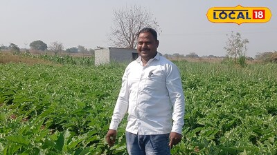 कमी खर्च, सेंद्रिय जोड आणि लाखांचा नफा; सोलापूरच्या ज्ञानेश्वरांची 'वांगी' जोरात