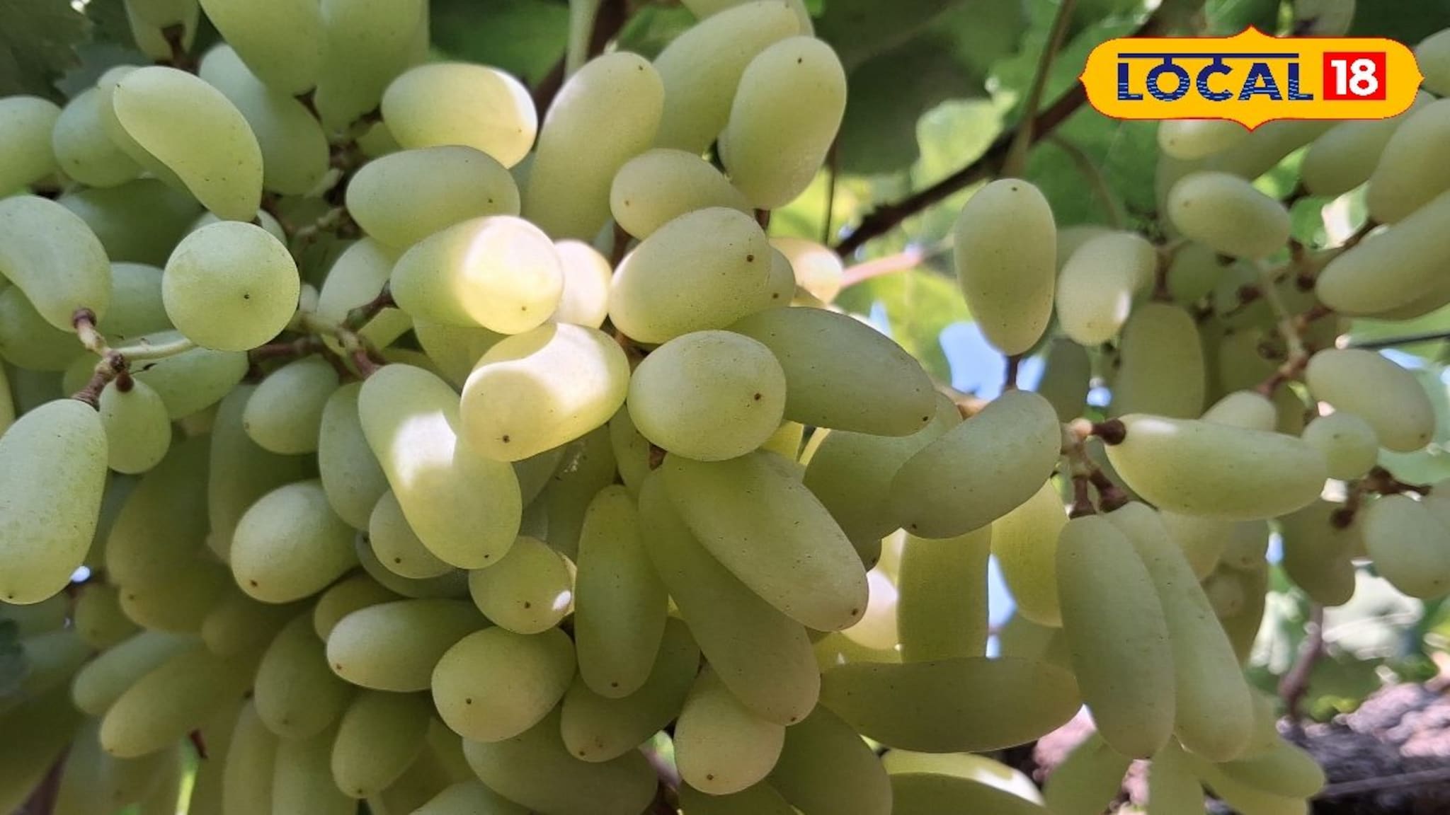 APMC Market: द्राक्षाचे दर तेजीत, डाळींब आणि आल्याला काय मिळाला भाव? इथं चेक करा