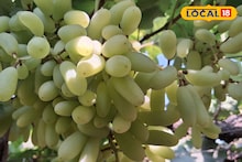 APMC Market: द्राक्षाचे दर तेजीत, डाळींब आणि आल्याला काय मिळाला भाव? इथं चेक करा