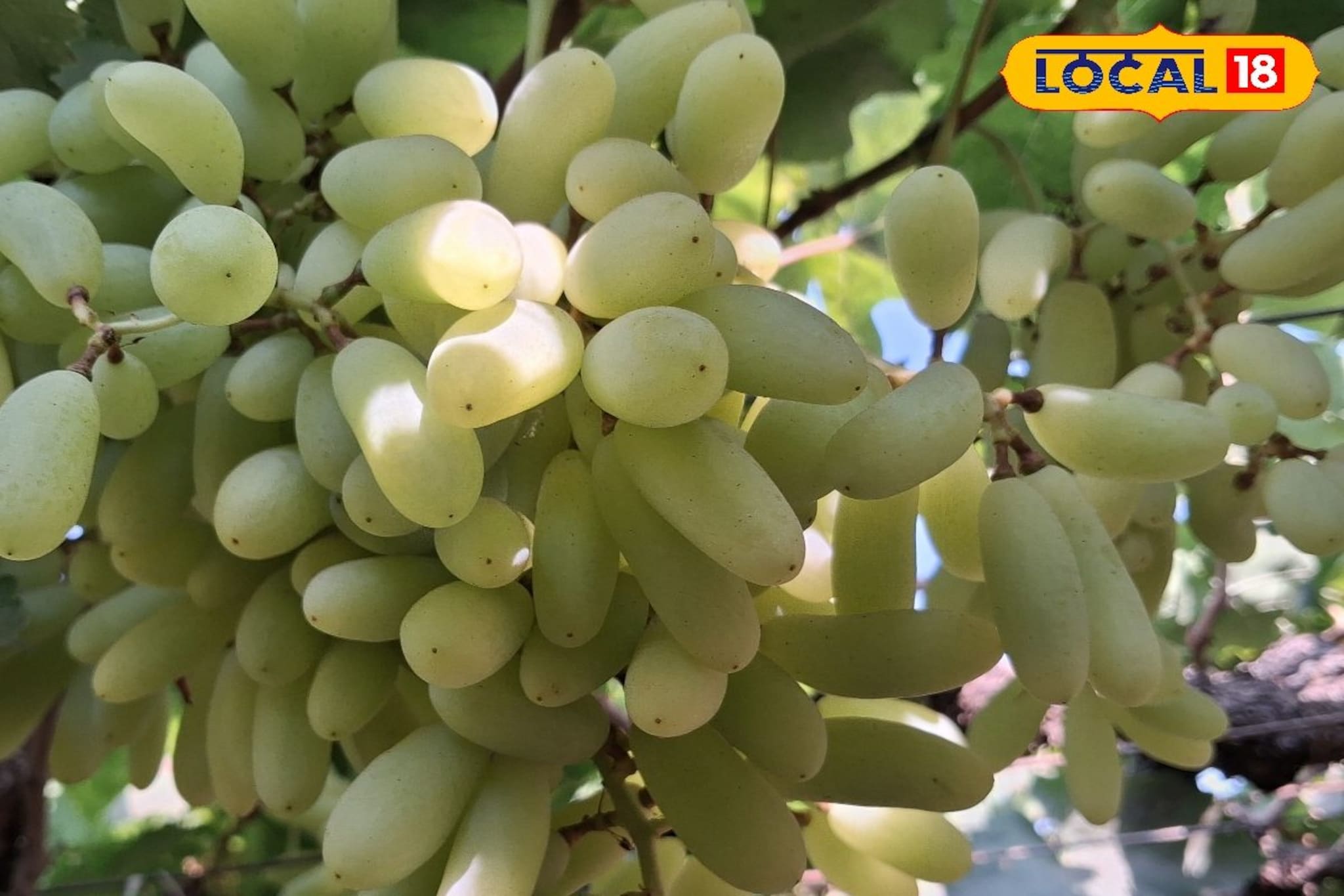 द्राक्षाचे दर तेजीत, डाळींब आणि आल्याला काय मिळाला भाव? इथं चेक करा