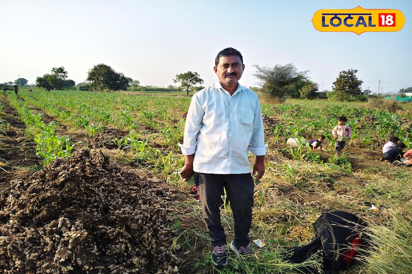 छत्रपती संभाजीनगरमधील फुलंब्री तालुक्यातील डोंगरगाव कावड येथील शेतकरी सदाशिव भोपळे हे 2010 पासून अद्रक शेती करत आहेत. यंदा देखील त्यांनी दोन एकर क्षेत्रात 13 जून रोजी अद्रकीची लागवड केली. तब्बल सहाव्या महिन्यात आता अद्रक पिकाची काढणी सुरू झाली आहे, या पिकाचे जवळपास 150 क्विंटल उत्पादन निघेल.