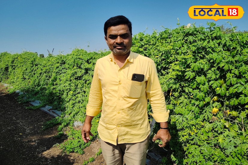 छत्रपती संभाजीनगर तालुक्यातील टोणगाव येथील शेतकरी आप्पासाहेब आहेर हे गेल्या 5 वर्षांपासून कारल्याची शेती करत आहेत. पहिल्या वेळेस तीन एकर आणि दुसऱ्या वेळेस दोन असे एकूण पाच एकर क्षेत्रामध्ये त्यांनी कारले लागवड केली आहे. छत्रपती संभाजीनगर तालुक्यातील टोणगाव येथील शेतकरी आप्पासाहेब आहेर हे गेल्या 5 वर्षांपासून कारल्याची शेती करत आहेत. पहिल्या वेळेस तीन एकर आणि दुसऱ्या वेळेस दोन असे एकूण पाच एकर क्षेत्रामध्ये त्यांनी कारले लागवड केली आहे.