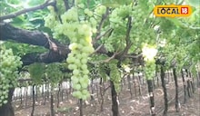 द्राक्षांवर वाढला केवडा-भुरीचा प्रादुर्भाव? वेळीच करा रोग व्यवस्थापन, कृषी तज्ज्ञांचा सल्ला