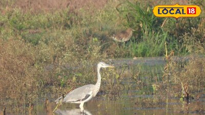 जायकवाडीत पुरेसे पाणी; यंदा परदेशी पक्ष्यांचा मुक्काम वाढणार
