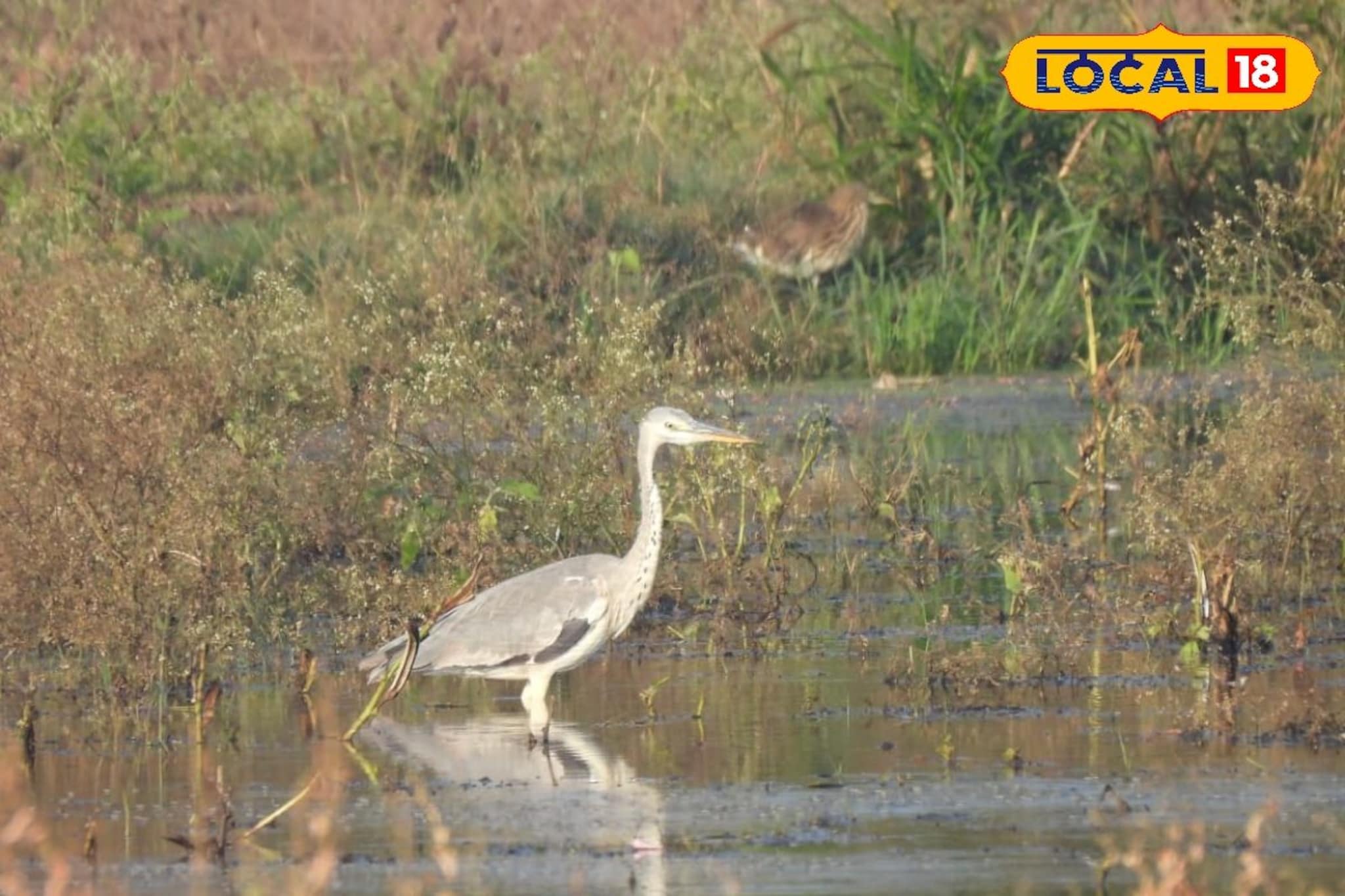 राखी बगळा ते रंगीत करकोचा, जायकवाडीत आढळल्या पक्ष्यांच्या 45 प्रजाती, खास PHOTOS