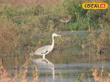 राखी बगळा ते रंगीत करकोचा, जायकवाडीत आढळल्या पक्ष्यांच्या 45 प्रजाती, खास PHOTOS