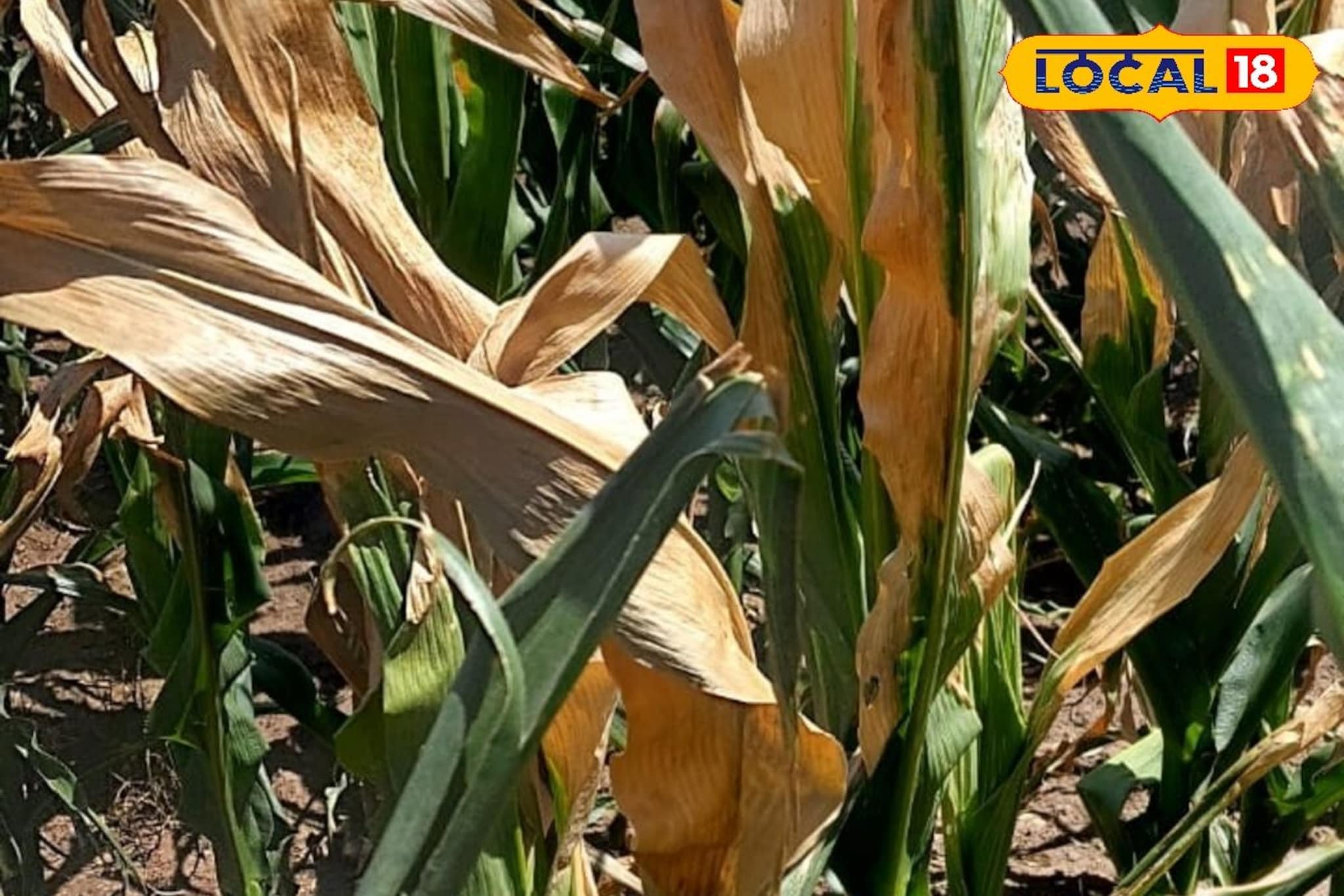 मका पिकावर मर रोगाचा प्रादुर्भाव? कसं कराल व्यवस्थापन, सोप्या टिप्सचा Video