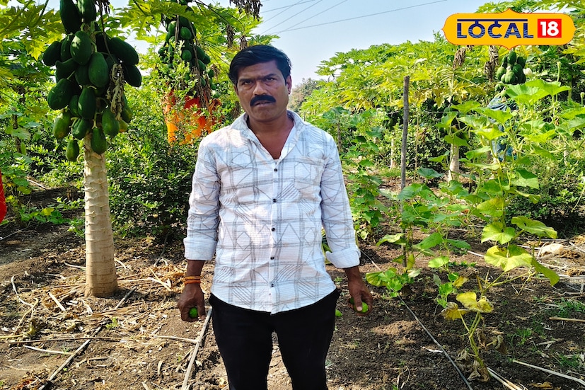 छत्रपती संभाजीनगरमधील खुलताबाद तालुक्यातील खिर्डी गावातील शेतकरी संतोष दवंडे यांनी 30 गुंठे क्षेत्रामध्येच पाच प्रकारच्या पिकांची लागवड केली आहे. त्यामध्ये तैवान पपई, गावरान लिंबूची 110 झाडे, दुधी भोपळा, पुदिना आणि टोमॅटो पीक त्यांनी घेतले आहे. छत्रपती संभाजीनगरमधील खुलताबाद तालुक्यातील खिर्डी गावातील शेतकरी संतोष दवंडे यांनी 30 गुंठे क्षेत्रामध्येच पाच प्रकारच्या पिकांची लागवड केली आहे. त्यामध्ये तैवान पपई, गावरान लिंबूची 110 झाडे, दुधी भोपळा, पुदिना आणि टोमॅटो पीक त्यांनी घेतले आहे.