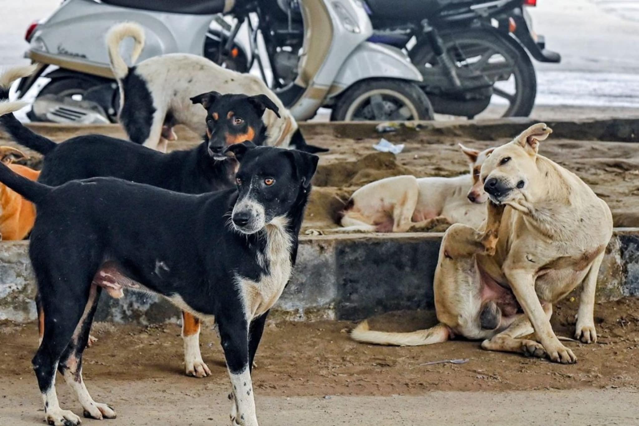 डोकं,पाय आणि पाठ, एकही जागा सोडली  नाही,मुलाच्या अंगाची कुत्र्यांनी केली चाळण