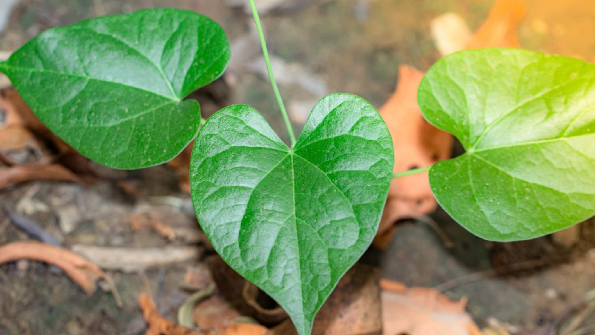 Giloy : प्लेटलेट्स वाढवण्यासाठी उपयुक्त गुळवेल, जाणून घ्या अमृतवेलाचे आणखी फायदे