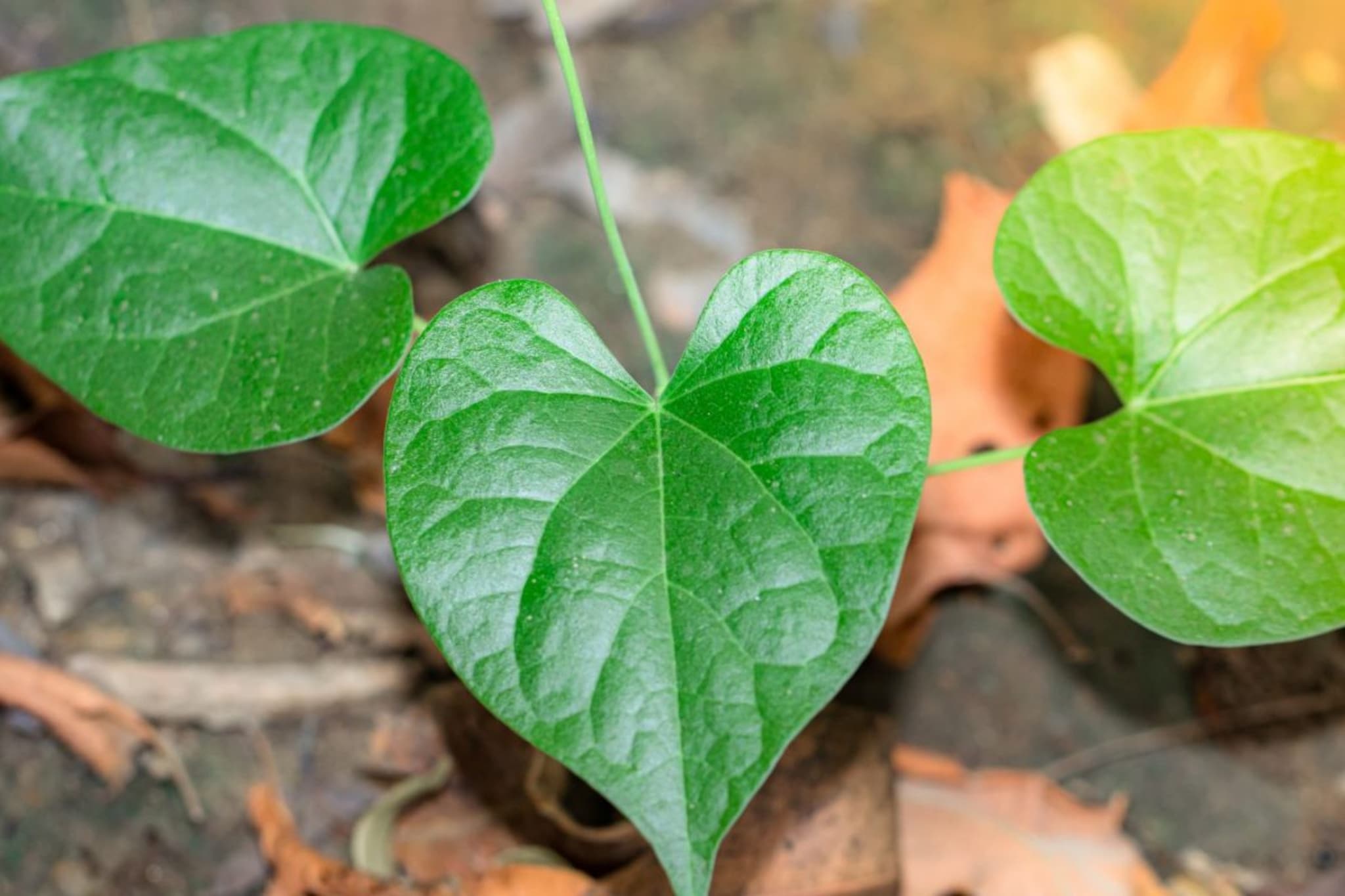 Giloy : प्लेटलेट्स वाढवण्यासाठी उपयुक्त गुळवेल, जाणून घ्या अमृतवेलाचे आणखी फायदे