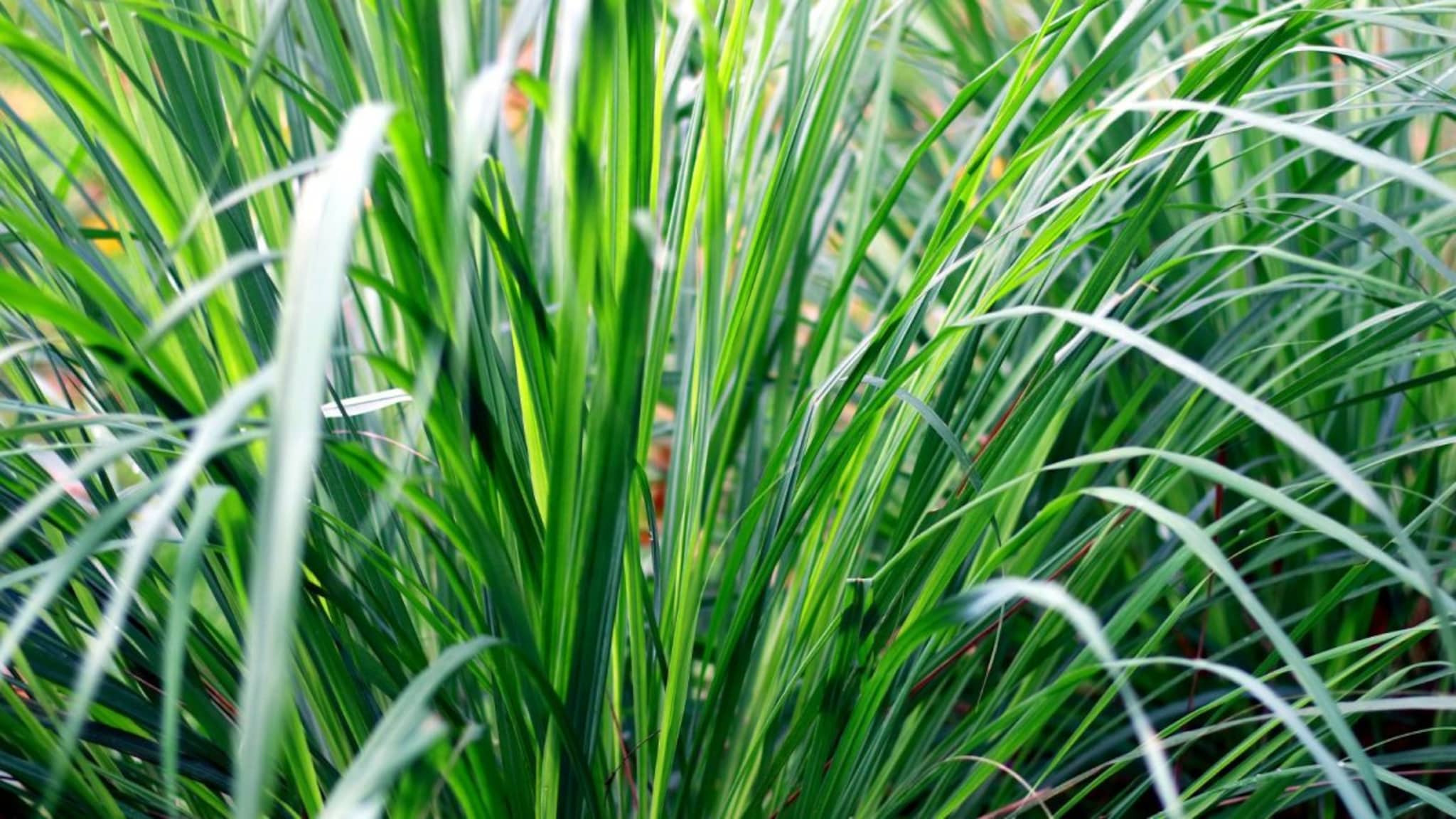 Lemon Grass : बहुगुणी गवती चहाचे उपयोग, पचनशक्ती सुधारण्यापासून तणाव दूर करण्यासाठीही उपयुक्त