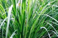 Lemon Grass : बहुगुणी गवती चहाचे उपयोग, पचनशक्ती सुधारण्यापासून तणाव दूर करण्यासाठीही उपयुक्त