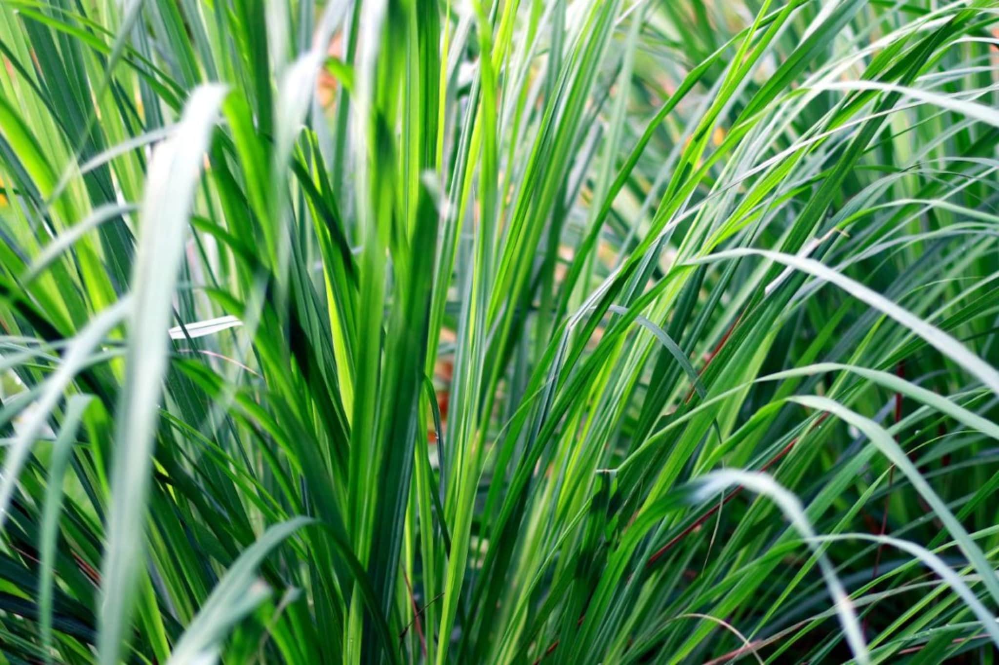Lemon Grass : गवती चहाची रंगत, चवीबरोबरच प्रकृतीसाठीही आरोग्यकारक Lemon Grass : गवती चहाची रंगत, चवीबरोबरच प्रकृतीसाठीही आरोग्यकारक