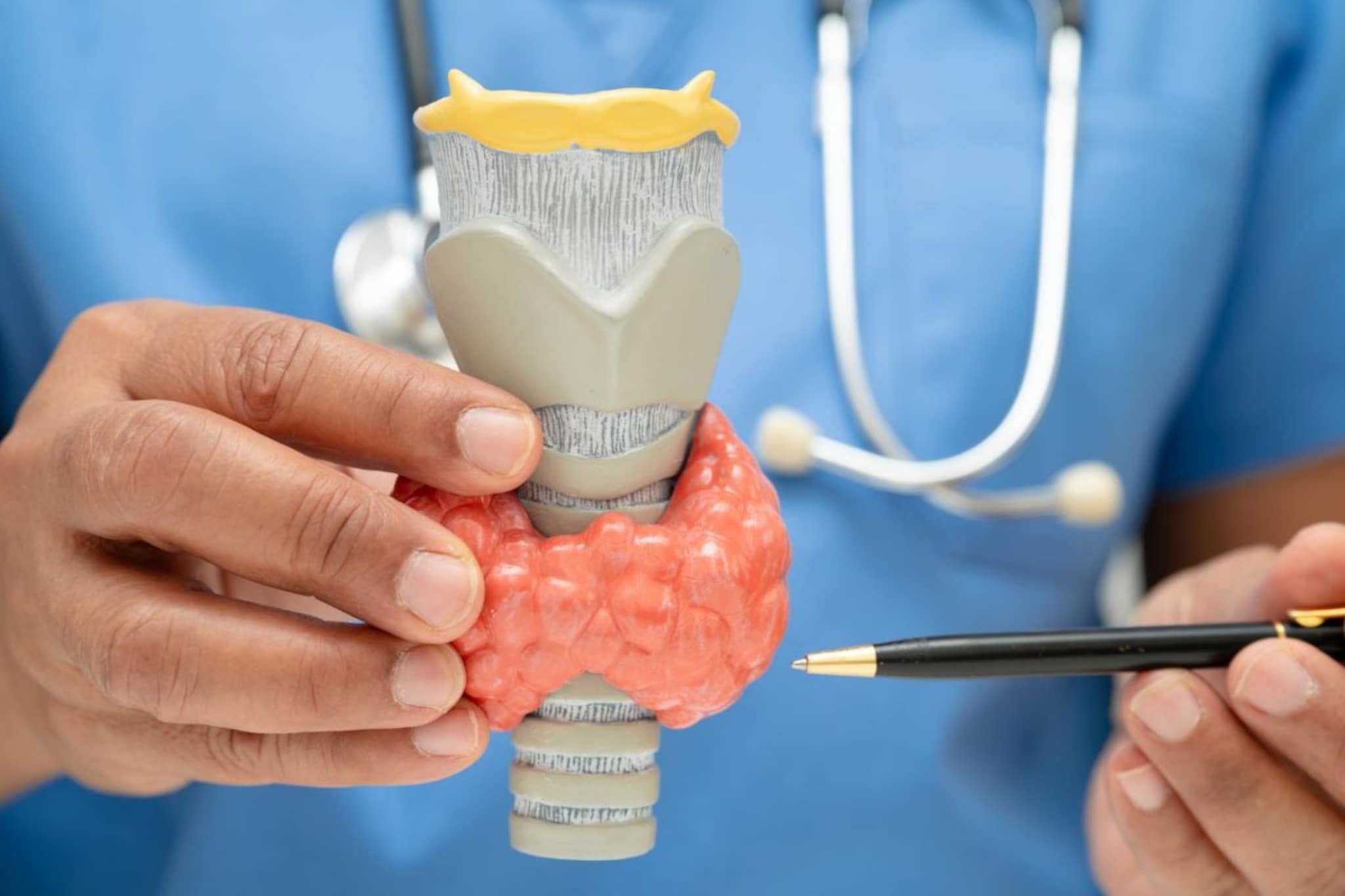 Thyroid : थायरॉईड आणि आहाराचं महत्त्व, काय खावं आणि काय टाळावं ? Thyroid : थायरॉईड आणि आहाराचं महत्त्व, काय खावं आणि काय टाळावं ?