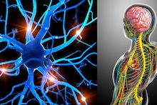 Brain Health : लहानपणच्या गंभीर आजारांचे पुढच्या आयुष्यात उमटू शकतात पडसाद, मेंदूच्या विकासावर जाणवू शकतात परिणाम