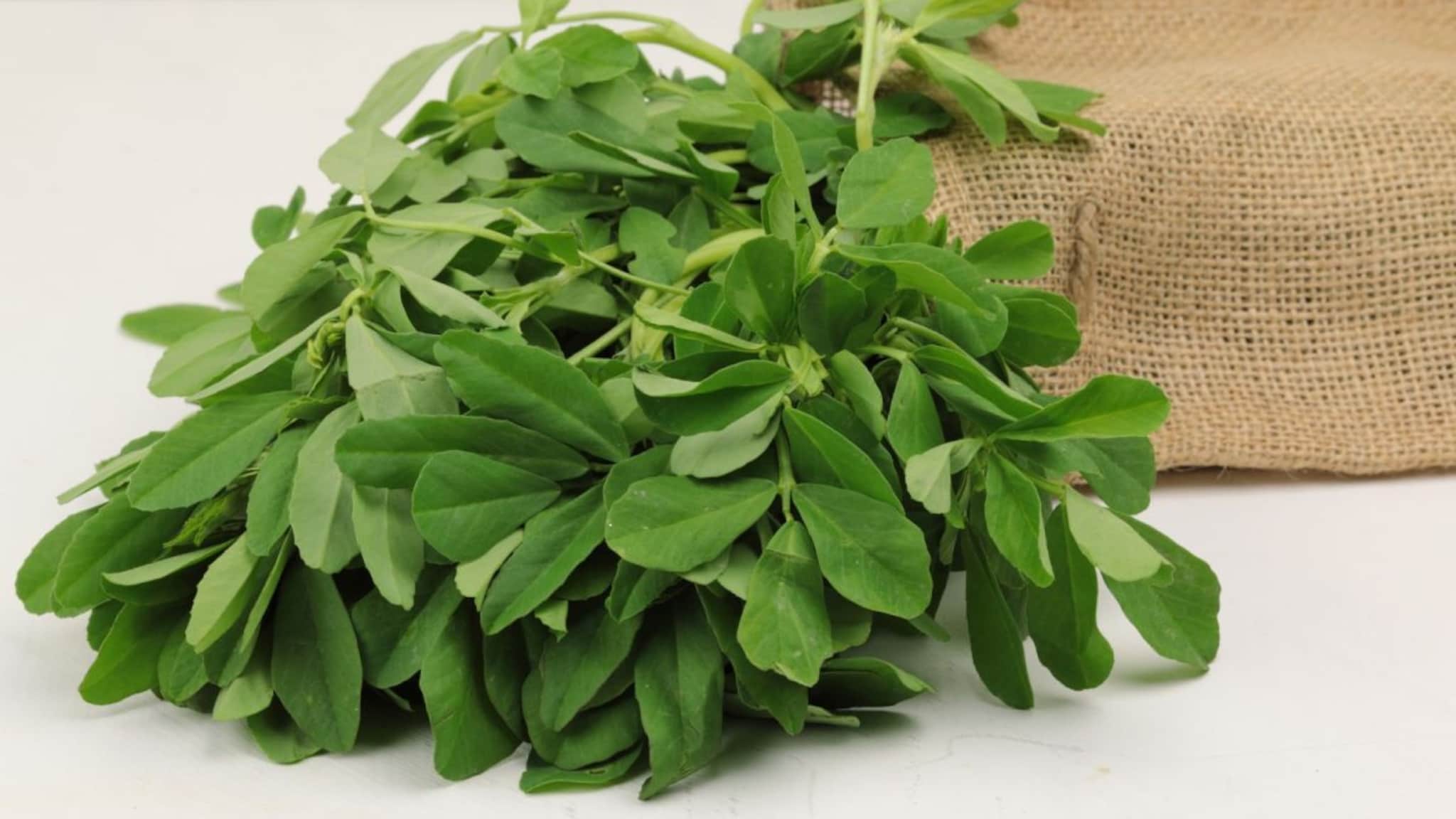 Kicthen Tips : ऑफ सिजनमध्येही खाता येईल मेथी! 'या' सोप्या पद्धतींनी करा स्टोअर, दीर्घकाळ होणार नाही खराब