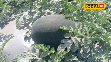 शेतकऱ्याने 65 दिवसांत करून दाखवलं,5 लाख रुपयांचा निव्वळ मिळवला नफा,असं काय केलं? शेतकऱ्याने 65 दिवसांत करून दाखवलं,5 लाख रुपयांचा निव्वळ मिळवला नफा,असं काय केलं?