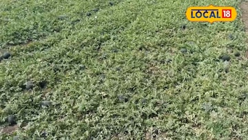 नेहमीच्या पिकांत मिळतं नव्हतं उत्पन्न, टरबूज शेतीचा यशस्वी प्रयोग, लाखात कमाई नेहमीच्या पिकांत मिळतं नव्हतं उत्पन्न, टरबूज शेतीचा यशस्वी प्रयोग, लाखात कमाई