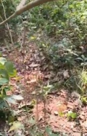 घनदाट जंगलात महाराष्ट्र पोलिसांचा धमाका, नक्षलवाद्यांचा अड्डा उद्ध्वस्त; एक ठार