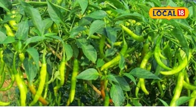 Small Land, Big Bucks: Farmers Earn Millions from 10 Guntas with Smart Farming!