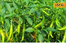 Agriculture News : एकर भर शेतीची गरजच नाही! मोजक्याच जागेत होईल लाखांची कमाई, सोपा फॉर्म्युला!